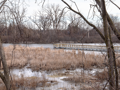 20210315 Manhattan Marsh 07 web