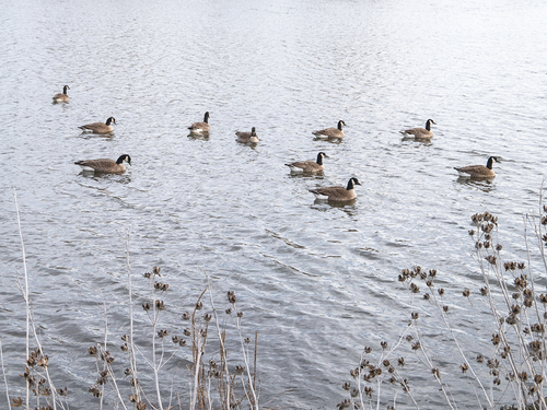 20210315 Manhattan Marsh 05 web