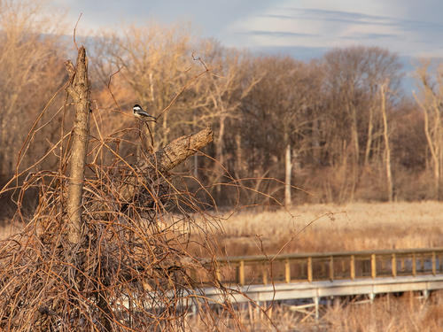 20210315 Manhattan Marsh 06 web